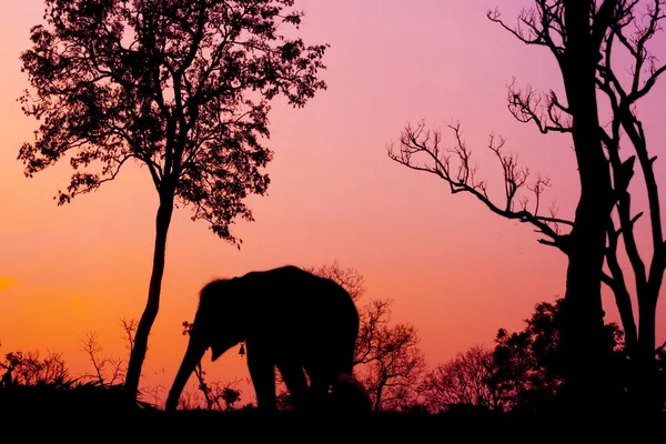 Silhouette di elefante africano contro arancio crepuscolo albacon albero — Foto Stock