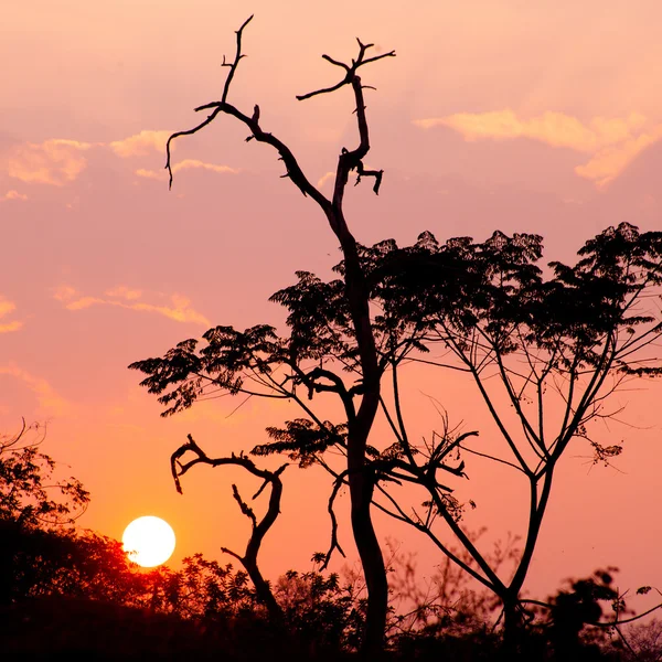 Bella silhouette dell'albero e sole al tramonto — Foto Stock