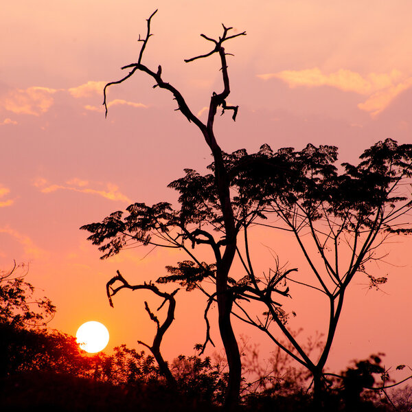 Beautiful tree silhouette and sun at the sunset time
