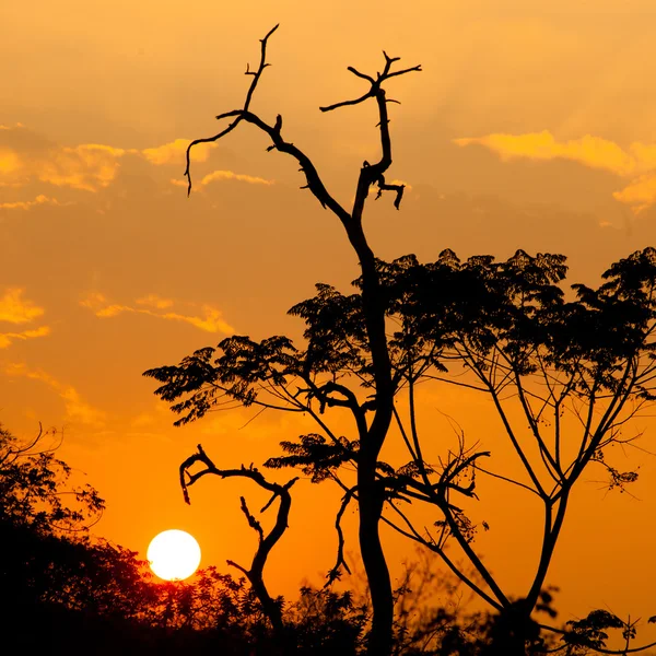 Bella silhouette dell'albero e sole al tramonto — Foto Stock