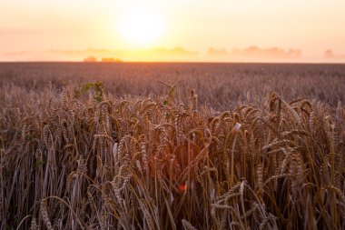 Buğday hasat ve kırsal f karavanda doldurarak güneş üzerinden birleştirmek
