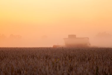 Buğday hasat ve kırsal f karavanda doldurarak güneş üzerinden birleştirmek