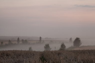 Yazın sonlarında gün doğumunda tarlada yoğun sis manzarası 