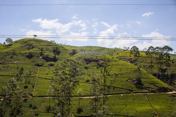 Fábrica de té y centro de té Mackwoods labookellie en labookellie, Sri Lanka — Foto de Stock