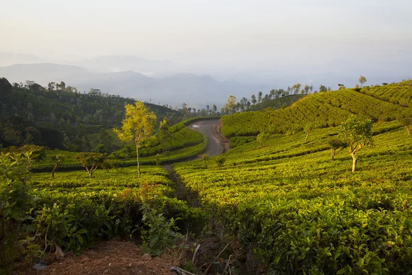 Landscape misty panorama of Sri Lanka — Stock Photo, Image