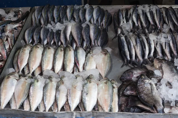 Poisson de maquereau cru frais sur le marché — Photo