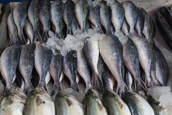 Poisson de maquereau cru frais sur le marché — Photo