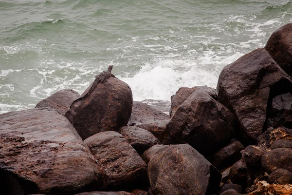 Monitor Lizard no Sri Lanka — Fotografia de Stock