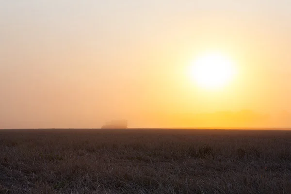 Sol sobre combinar colheita de trigo e reboque de enchimento no campo f — Fotografia de Stock