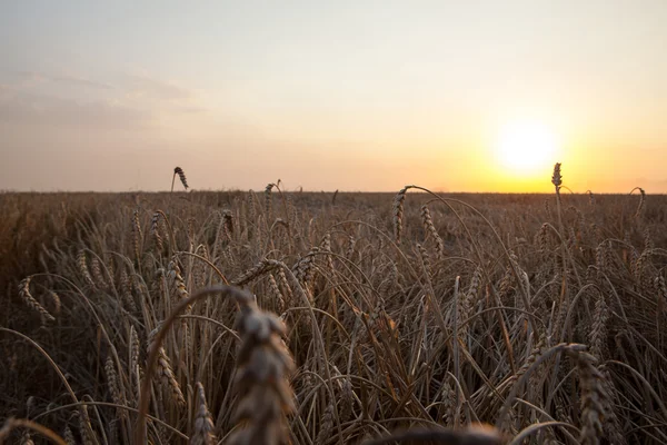 Zon over het oogsten van tarwe en vullen van de aanhangwagen in landelijke f combineren — Stockfoto