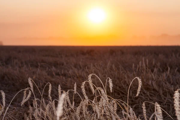 Sole su combinare raccolta del grano e rimorchio di riempimento in rurale f — Foto Stock