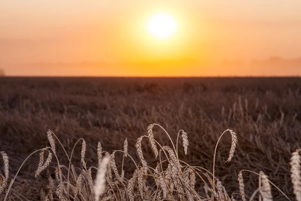 Soleil sur combiner récolte de blé et remplissage remorque en milieu rural f — Photo