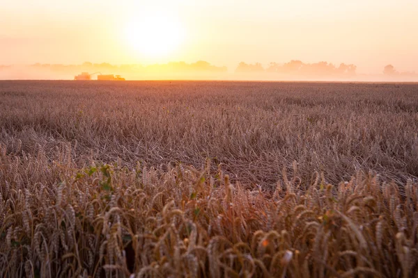 Solen över kombinera skörd vete och fylla släpet i landsbygdens f — Stockfoto