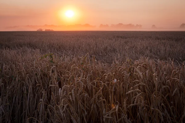 Zon over het oogsten van tarwe en vullen van de aanhangwagen in landelijke f combineren — Stockfoto