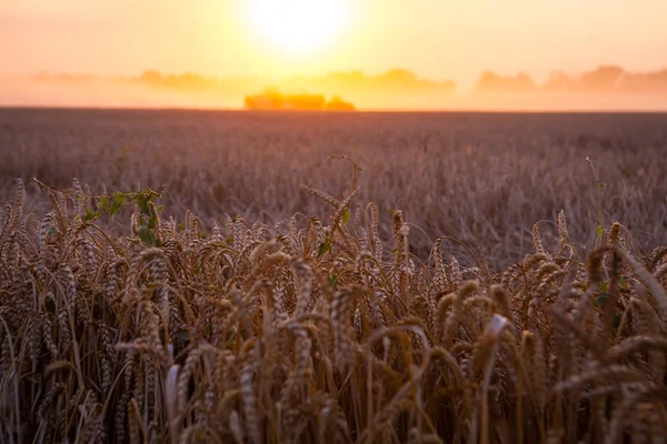 Zon over het oogsten van tarwe en vullen van de aanhangwagen in landelijke f combineren — Stockfoto