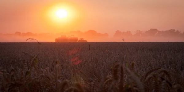 上の太陽を組み合わせる小麦を収穫し、農村の f のトレーラーを充填 — ストック写真