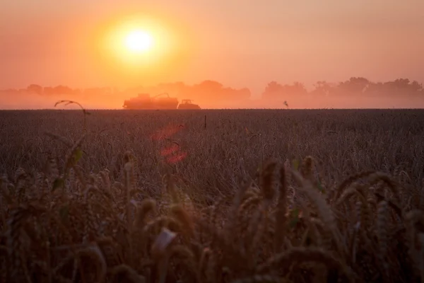 Сонце над комбайном збирання пшениці та наповнення трейлера в сільській місцевості f — стокове фото