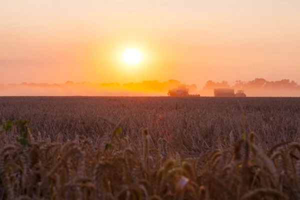 Solen över kombinera skörd vete och fylla släpet i landsbygdens f — Stockfoto