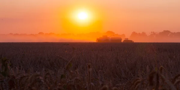 Sol sobre combinar colheita de trigo e reboque de enchimento no campo f — Fotografia de Stock