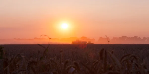 Sol sobre combinar colheita de trigo e reboque de enchimento no campo f — Fotografia de Stock