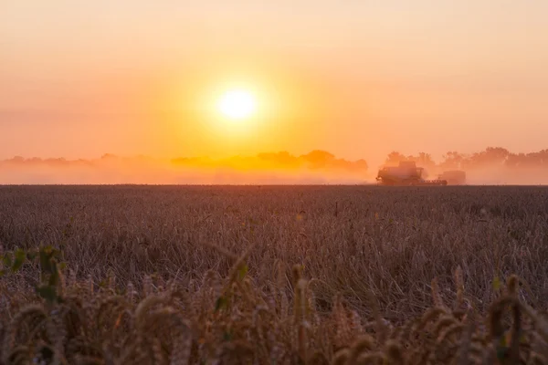 Solen över kombinera skörd vete och fylla släpet i landsbygdens f — Stockfoto