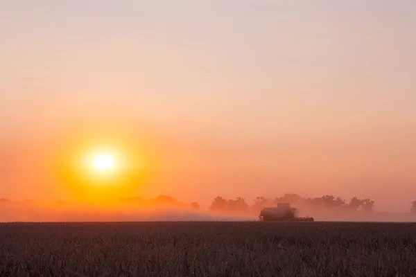 Solen över kombinera skörd vete och fylla släpet i landsbygdens f — Stockfoto