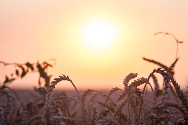 Achtergrond van de rijping van de oren van gele tarweveld op de zonsondergang cl — Stockfoto