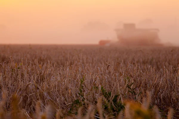 태양에 결합 밀 수확 및 농촌 f 트레일러 — 스톡 사진