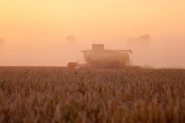 Soleil sur combiner récolte de blé et remplissage remorque en milieu rural f — Photo