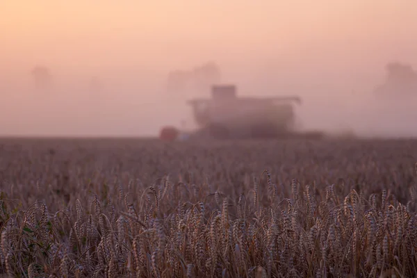 태양에 결합 밀 수확 및 농촌 f 트레일러 — 스톡 사진