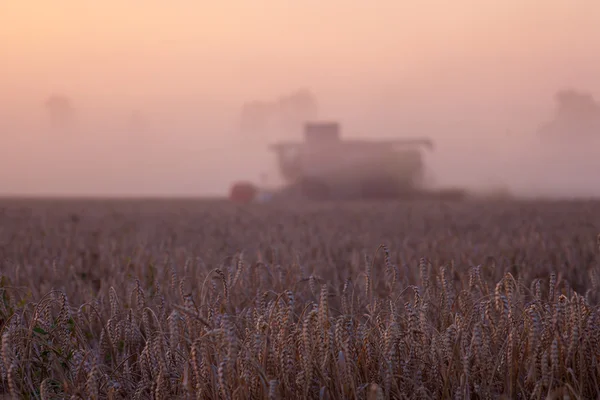 Sole su combinare raccolta del grano e rimorchio di riempimento in rurale f — Foto Stock