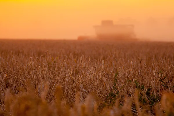 Buğday hasat ve kırsal f karavanda doldurarak güneş üzerinden birleştirmek — Stok fotoğraf