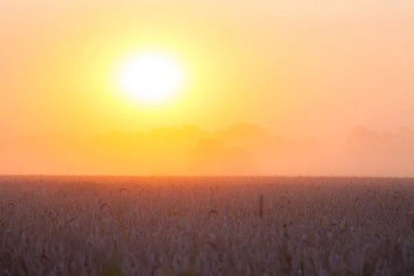 Sol sobre combinar colheita de trigo e reboque de enchimento no campo f — Fotografia de Stock