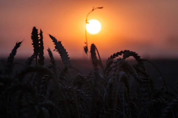 Cenário de amadurecimento orelhas de campo de trigo amarelo no pôr do sol cl — Fotografia de Stock