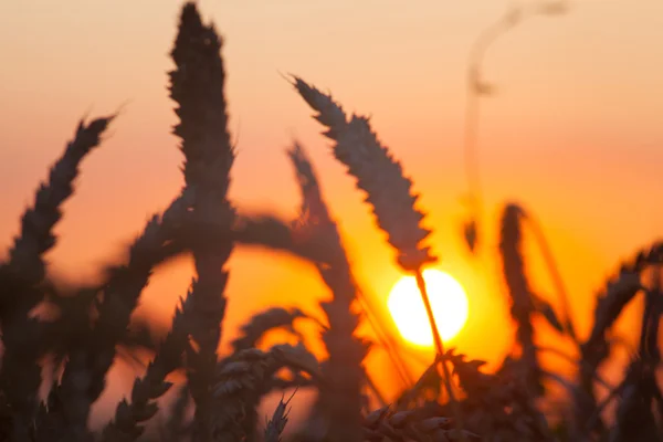 Achtergrond van de rijping van de oren van gele tarweveld op de zonsondergang cl — Stockfoto