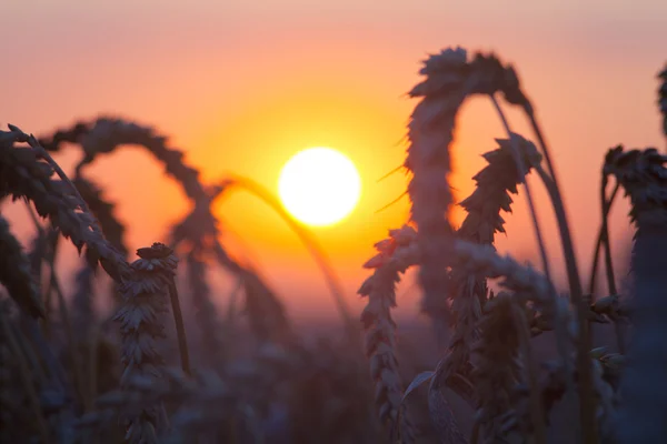 Achtergrond van de rijping van de oren van gele tarweveld op de zonsondergang cl — Stockfoto