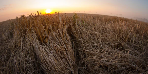 Sol sobre combinar colheita de trigo e reboque de enchimento no campo f — Fotografia de Stock