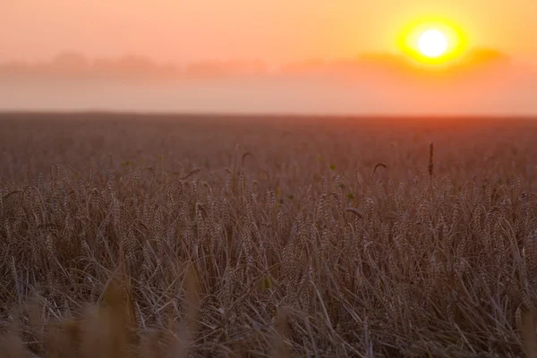 Sol sobre combinar colheita de trigo e reboque de enchimento no campo f — Fotografia de Stock