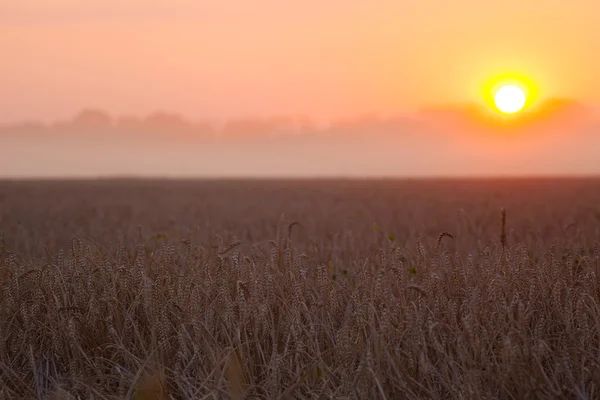 Солнце над комбайном уборки пшеницы и заправки прицепа в сельской местности — стоковое фото