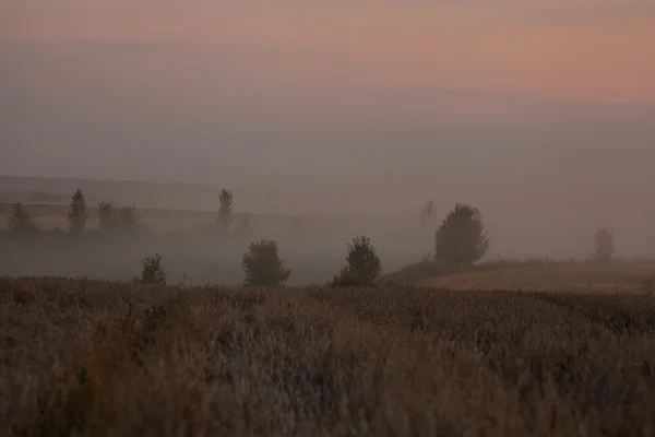 Krajobraz gęstej mgły na polu o wschodzie słońca późnym latem — Zdjęcie stockowe
