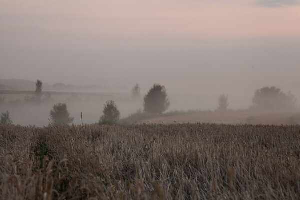 landscape of dense fog in the field at sunrise in late summer 