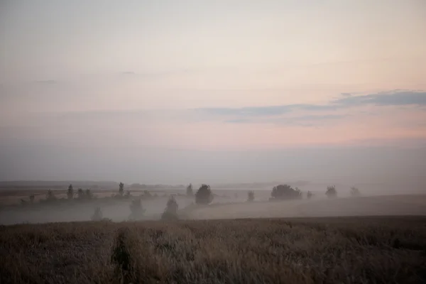 Paysage de brouillard dense dans le champ au lever du soleil à la fin de l'été — Photo