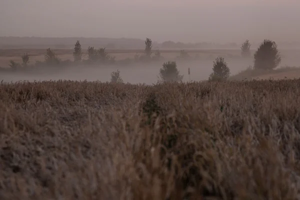 Landschap van dichte mist in het veld bij zonsopgang in de late zomer — Stockfoto