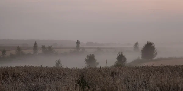 Краєвид густого туману в полі на сході сонця в кінці літа — стокове фото