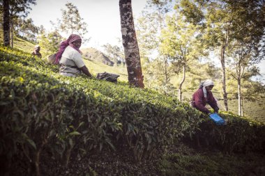 İnsanlar, çay yaprakları çay plantasyon içinde toplama Munnar en iyi Hindistan'ın çay başkenti olarak bilinen