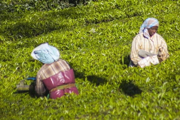 Mensen plukken theebladeren in een thee plantage, is Munnar vooral bekend als de hoofdstad van India's thee — Stockfoto