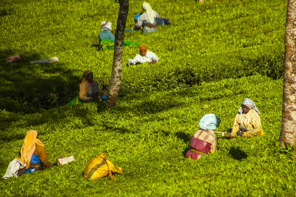 La gente recogiendo hojas de té en una plantación de té, Munnar es mejor conocida como la capital del té de la India — Foto de Stock