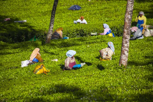 La gente recogiendo hojas de té en una plantación de té, Munnar es mejor conocida como la capital del té de la India —  Fotos de Stock