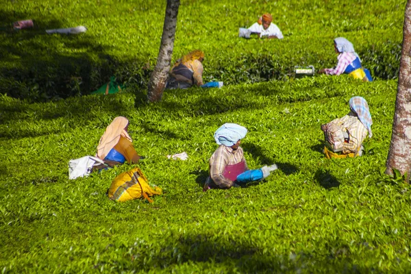 La gente recogiendo hojas de té en una plantación de té, Munnar es mejor conocida como la capital del té de la India — Foto de Stock