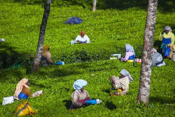 Les gens cueillant des feuilles de thé dans une plantation de thé, Munnar est surtout connu comme la capitale du thé de l'Inde — Photo